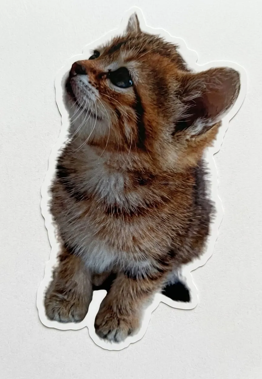 The ISAMM Problem Solving Club’s sticker: a photo of a tabby kitten looking up, cut out with a white edge