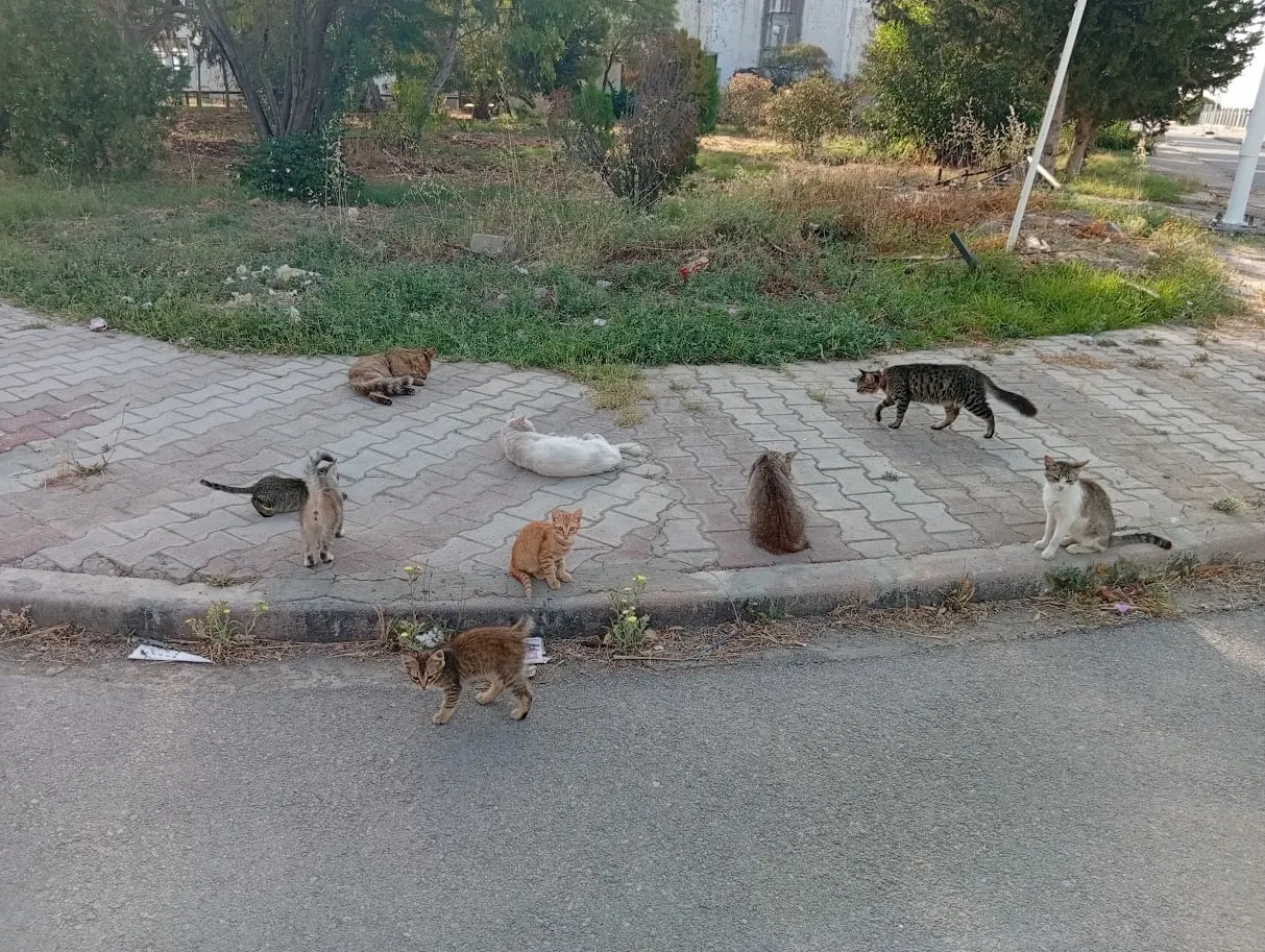 Six cats of the ISAMM campus sitting and walking on the paved path by the garden