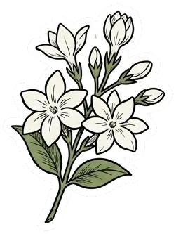 a sprig of white jasmine